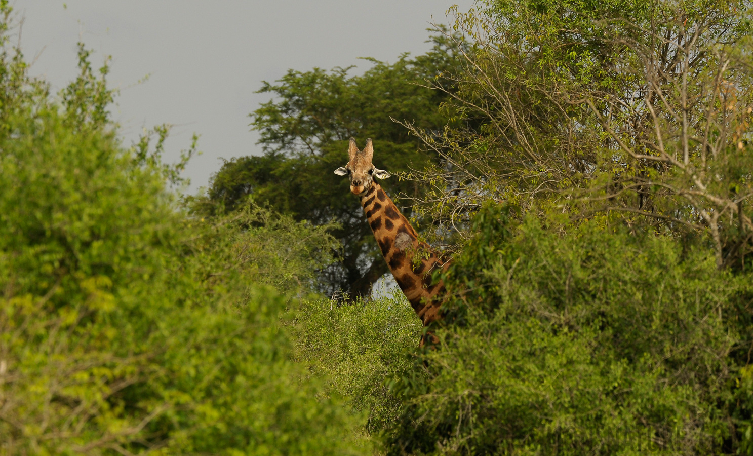 Giraffa camelopardalis rothschildi [400 mm, 1/2500 Sek. bei f / 7.1, ISO 800]